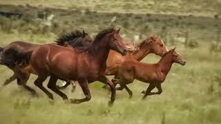 Running horses  Beautiful Wild Horses
