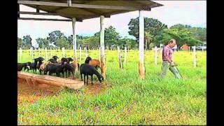 Record Rural - Dinapec 2014 vai tratar de assuntos como investimentos na criação de ovinos em MS