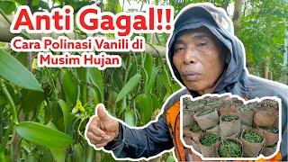 ANTI GAGAL CARA POLINASI VANILI DI MUSIM HUJAN