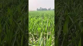 2023 corn video number 7