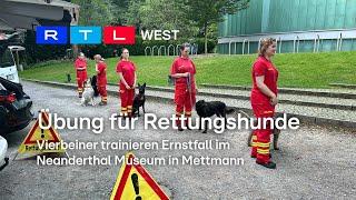 Rettungshunde üben für den Ernstfall im Neanderthal Museum in Mettmann  RTL WEST 23.07.2024
