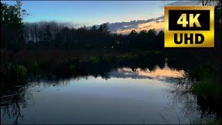 Spring Peepers in Surround Sound - Dusk in a Maine Swamp