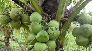 best coconut tree - Coconut Crops