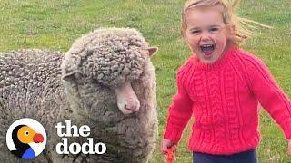 Orphaned Lamb Runs to His Favorite Toddler Like a Dalmatian  The Dodo Little But Fierce