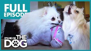 The Terrible Two Pixie and Tyson  Full Episode  Its Me or the Dog