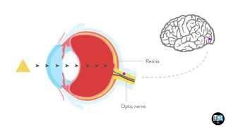 Eye Anatomy Chapter 7  The Retina