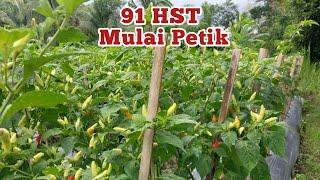 Review Cabe Rawit ORI 212 Usia 91 HST Sudah Mulai Panen Cara Menanam Cabe