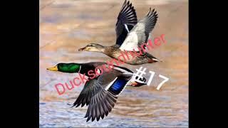 #17YEŞİLBAŞ ÖRDEK SESİMALLARDSOUND DUCKSOUND DUCKSOUNDHUNTER‎@ducksoundhunter 