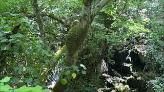 Stream flowing through the stones in the green forest.. Relaxing nature water sounds.. Singing birds