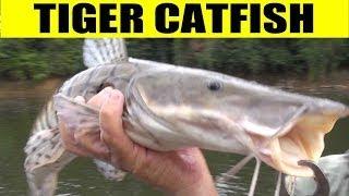 TIGER CATFISH - Amazon RIver Monsters