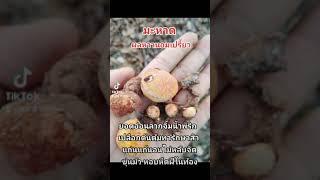 มะหาด​ เมล็ด​ต้นกล้า​สนใจ​โทร​0876069955​ไอดี​ไลน์​aungsara09​เก็บ​ปลายทาง​