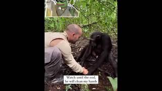 Have you ever seen a chimpanzee asking for help? Watch till the end