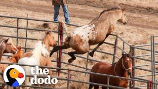 Wild Horse Immediately Recognizes His Girlfriend After Years Apart  The Dodo Faith = Restored