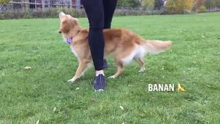 Moxie 2 years old and many tricks Nova Scotia Duck Tolling Retriever