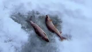 Зимняя рыбалка на Катуни