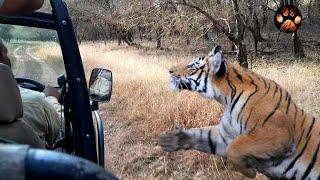 Male Tiger Chasing Jeep in Ranthambore National Park  Goosebumps Guaranteed  Tiger Mock Charge
