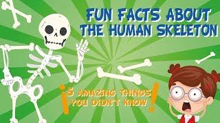 The Human Skeleton AMAZING FUN FACTS  Educational Videos For Kids