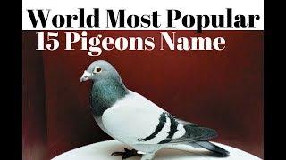 World Best Popular 15 type of Pigeons