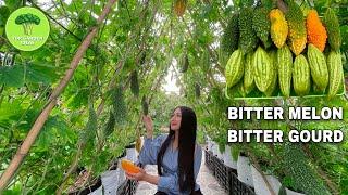 How to grow bitter melon easily  How to grow bitter gourd easily