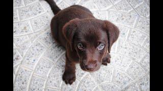 Lustige & Süße Labrador Welpen #dog #dogs #funny #puppies