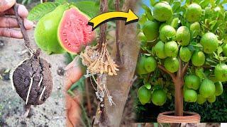 3 most common ways to grow guava used by  farmers #plants #gardening #garden #airlayering