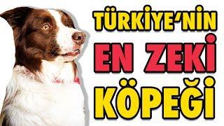 Türkiyenin En Zeki Köpeği Max - Şampiyon Köpek OHA Diyorumda