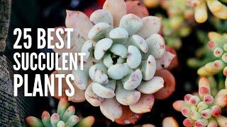 These are The 25 Best Succulent Plants