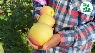 Яблоня сорт БЫЛИНА. Устойчивость к парше зимостойкость и качество плодов.