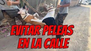 COMO AYUDAR A UN PERRO PITBULL O DOGO  QUE ES AGRESIVO CON OTROS PERROS