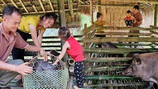 Building a new house for pigs using bambooExpanding the scale of the livestock farm  La Thị Lan