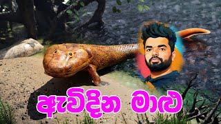 මේන් මාළු ඇවිදිනවා...  විශ්වාස කරන්න පුළුවන්ද ?  walking fish  Suranga Karunanayaka