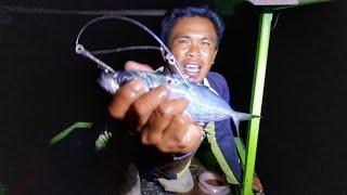 MANCING MALAM umpan hidup ketombo pagi-pagi strike ikan besar