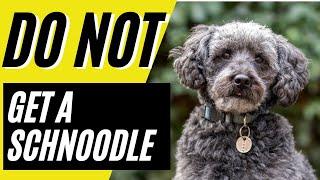 7 Reasons You SHOULD NOT Get a Schnoodle Dog