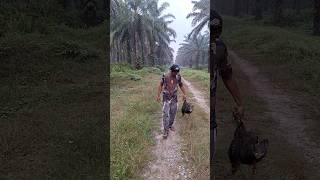 Berburu Ayam Hutan Bersama Teman Lama