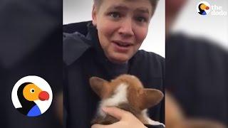 Kid Reacts to Corgi Puppy Surprise  The Dodo