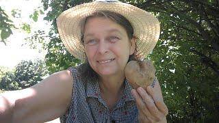 Grow Potatoes From Seed TPS