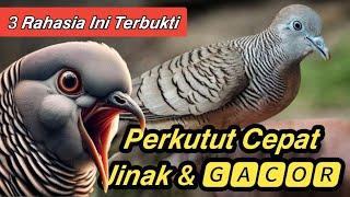 CARA PERKUTUT JINAK DAN GACOR DENGAN CEPAT  3 Rahasia Perkutut Rajin Manggung