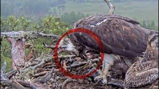 Littlest Loch Arkaig chick gets some bites of fish two while C2 is busy elsewhere 16 Jun 2024