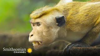 A Rival Male Challenges the Alpha for Macaque Supremacy  Monkey Island  Smithsonian Channel