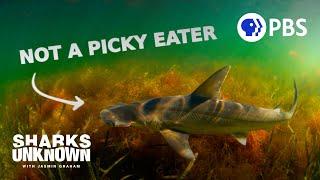 These Sharks Eat Plants And It Gets Weirder.