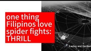 1 Thing Pinoy Love Spider Fight Thrill