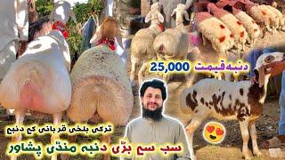 Dumba Mandi Peshawar New Updates 23 May 2024  Cheap Price Sheep 25000  Izhar Ali Shah Vlogs