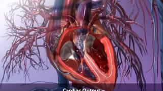 Cardiac Output and How to Calculate It  Visible Body