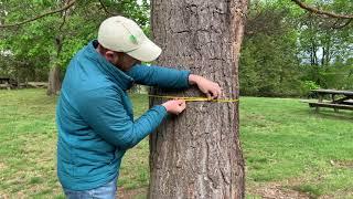 NC Champion Tree Project Tutorial #4 Measuring Circumference