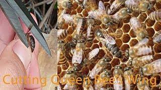 Cutting Queen Bees Wing  Apis cerana