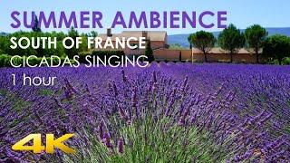 Nature Sounds • Summer Ambience • Cicadas singing in France Provence • 1 Hour • HQ Audio