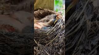 Day 5 - Baby Robin Update #bird #birdwatching #robin #robinnest #birdnest #babybird