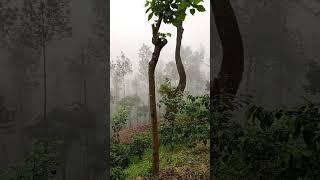 Mangalore Coffee estate View