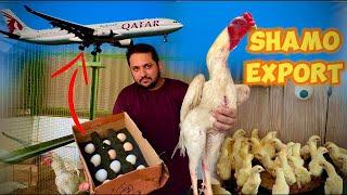 Shamo Eggs Export Pakistan Via Qater Only Hsn Entertainment How To Start Aseel Farm At Home