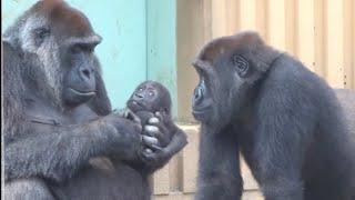 生後5ヶ月の大切な赤ちゃんを長男に見せてあげる母ゲンキ⭐️ゴリラ Gorilla【京都市動物園】Genki proudly shows her baby to her eldest son.